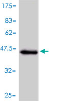 NGB monoclonal antibody (M01), clone 2B5-A7
