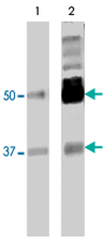 PTBP2 monoclonal antibody (M01), clone 2D10-B2