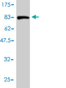 PTBP2 monoclonal antibody (M01), clone 2D10-B2