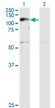 XPO5 monoclonal antibody (M01), clone 2C5-1B3