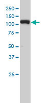XPO5 monoclonal antibody (M01), clone 2C5-1B3