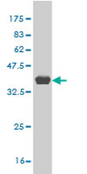PLEKHG5 monoclonal antibody (M01), clone 5A9
