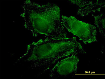 RHOJ monoclonal antibody (M01), clone 1E4