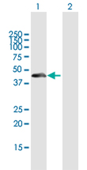 THAP11 purified MaxPab mouse polyclonal antibody (B01P)