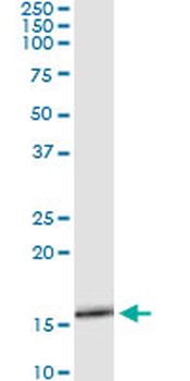 SLURP1 monoclonal antibody (M06), clone 4D1