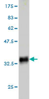 SLURP1 monoclonal antibody (M06), clone 4D1