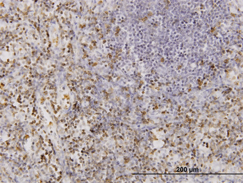 CD177 monoclonal antibody (M01), clone 4C4