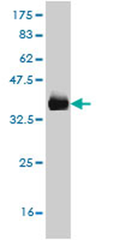 CD177 monoclonal antibody (M01), clone 4C4
