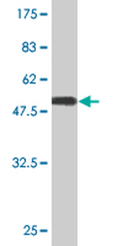 TWSG1 monoclonal antibody (M07), clone 2F3
