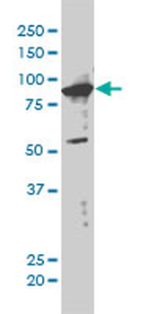 XAB2 monoclonal antibody (M01), clone 1D1-1A9