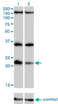 DUSP22 monoclonal antibody (M01), clone 3D3