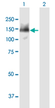 SMARCAD1 purified MaxPab mouse polyclonal antibody (B01P)