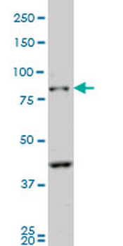 PCDHB10 monoclonal antibody (M07), clone 4C4