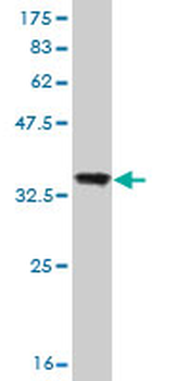 PCDHB10 monoclonal antibody (M07), clone 4C4