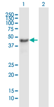 NSFL1C purified MaxPab mouse polyclonal antibody (B01P)