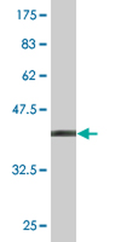 APOM monoclonal antibody (M03), clone 1G9