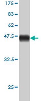 APOM monoclonal antibody (M02), clone 2E5