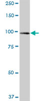 UNC45A purified MaxPab mouse polyclonal antibody (B01P)