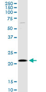 SELS MaxPab rabbit polyclonal antibody (D01)