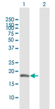 SELS MaxPab rabbit polyclonal antibody (D01)