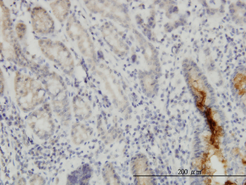NUP133 monoclonal antibody (M01), clone 3E8