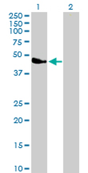 PARVA purified MaxPab mouse polyclonal antibody (B01P)