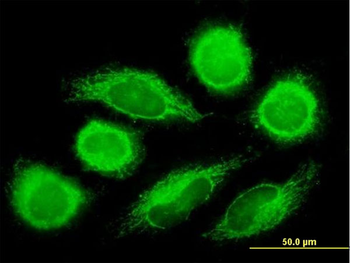 DNAJC11 purified MaxPab mouse polyclonal antibody (B01P)