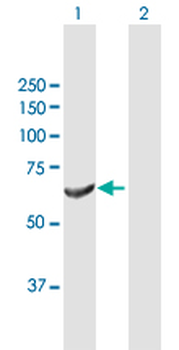 DNAJC11 purified MaxPab mouse polyclonal antibody (B01P)