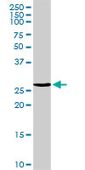 MREG purified MaxPab rabbit polyclonal antibody (D01P)