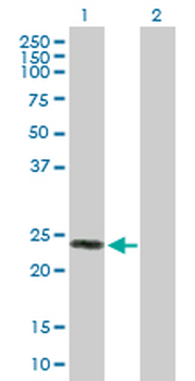 MREG purified MaxPab rabbit polyclonal antibody (D01P)