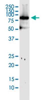 MFN1 monoclonal antibody (M04), clone 3C9