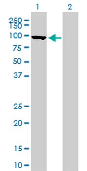 MFN1 monoclonal antibody (M04), clone 3C9