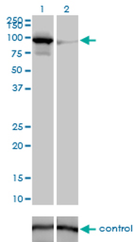 MFN1 monoclonal antibody (M04), clone 3C9