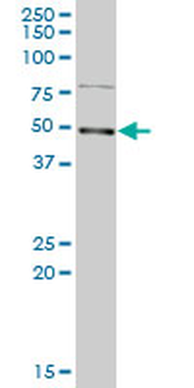 LYAR purified MaxPab mouse polyclonal antibody (B01P)