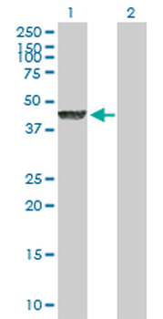 LYAR purified MaxPab mouse polyclonal antibody (B01P)