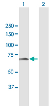 CDKN2AIP purified MaxPab mouse polyclonal antibody (B01P)