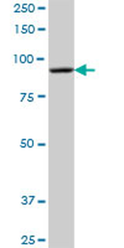 DHTKD1 purified MaxPab mouse polyclonal antibody (B01P)