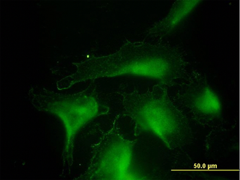DNAJA4 monoclonal antibody (M01), clone 4B4-1F2
