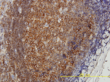 DNAJA4 monoclonal antibody (M01), clone 4B4-1F2