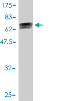 DNAJA4 monoclonal antibody (M01), clone 4B4-1F2