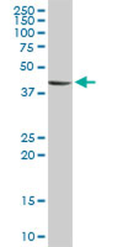STYK1 purified MaxPab rabbit polyclonal antibody (D01P)
