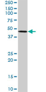 STYK1 purified MaxPab rabbit polyclonal antibody (D01P)