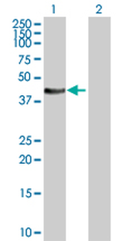 STYK1 purified MaxPab rabbit polyclonal antibody (D01P)