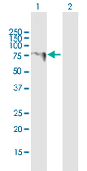 LARP6 purified MaxPab mouse polyclonal antibody (B01P)