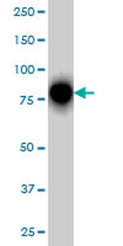RHOT1 monoclonal antibody (M01), clone 4H4