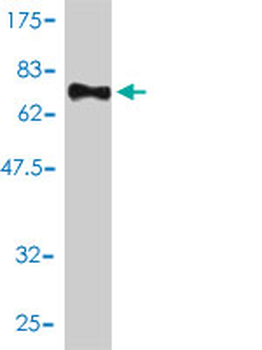 SMU1 monoclonal antibody (M01), clone 2B12-2F2