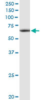 ATAD3A MaxPab rabbit polyclonal antibody (D01)
