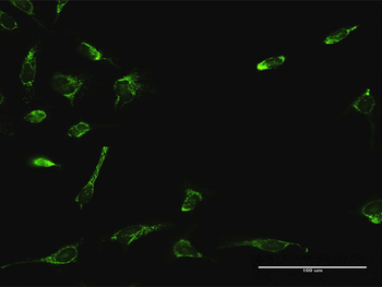 ATAD3A MaxPab rabbit polyclonal antibody (D01)