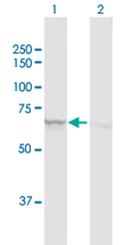 ATAD3A MaxPab rabbit polyclonal antibody (D01)