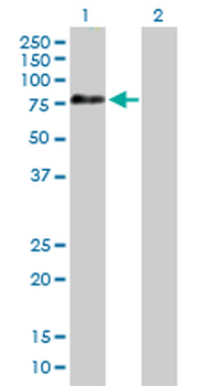 APPL2 purified MaxPab mouse polyclonal antibody (B01P)